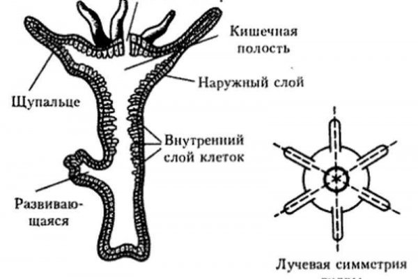 Что делать если забанили на меге